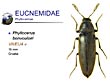 Phyllocerus bonvouloiri